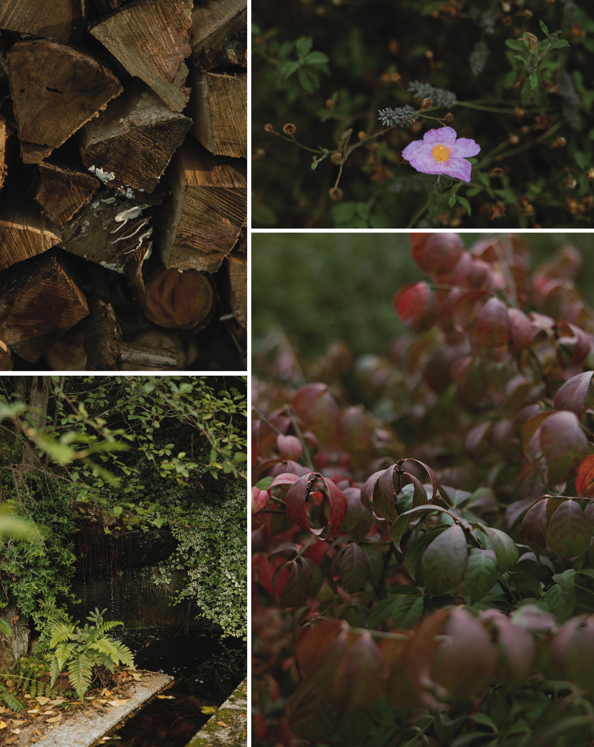 Pacific Northwest elopement photographer